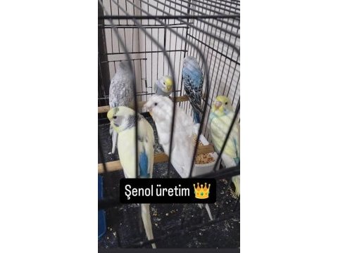 Kuşlarımız hakkında bilgi için yazmanız yeterli