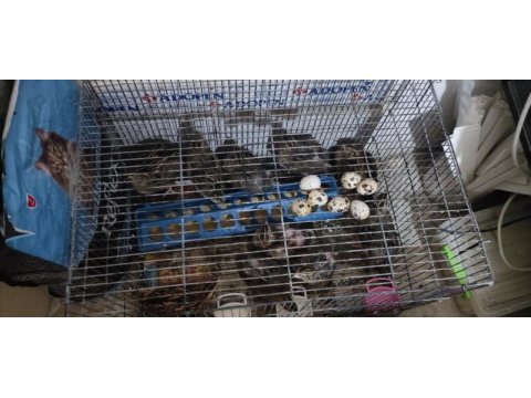 Yumurta yapan bıldırcınlar