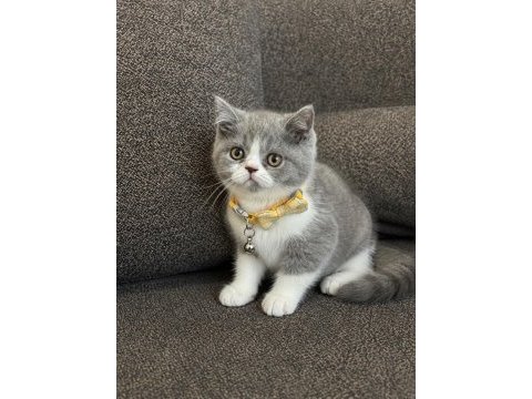 British shorthair bicolor