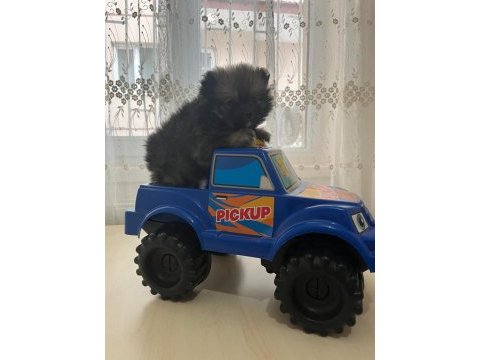 Pomerian boo dişi yavrumuz yeni yılda mutluluk