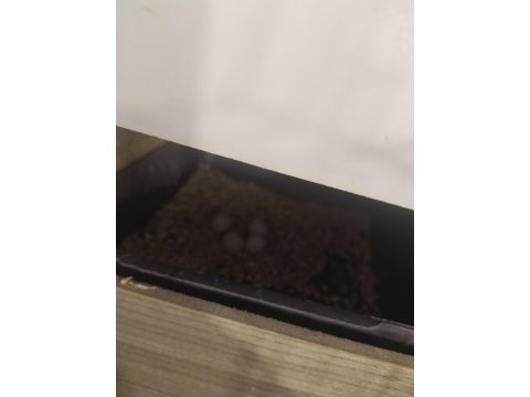 4 yumurtalı takım herşey dahil muhabbet kuşu