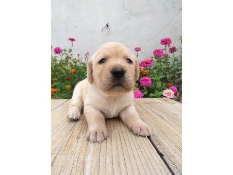 Fcı-kıf secereli labrador retriever yavrular