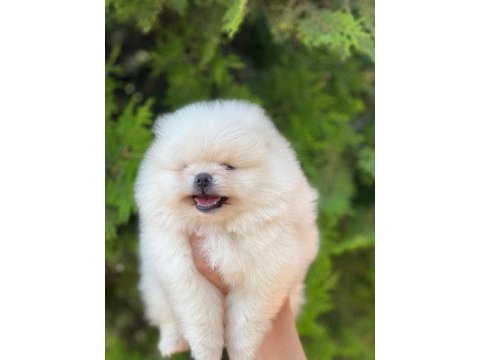 Pomeranian boo yavrular
