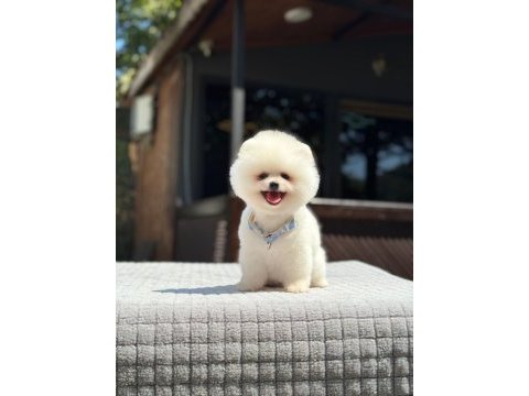 Sağlık ve ırk garantili pomeranian