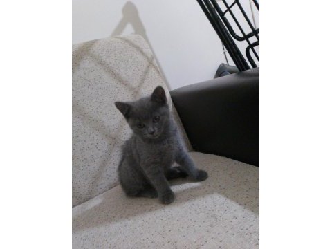 British shorthair 2 aylık dişi