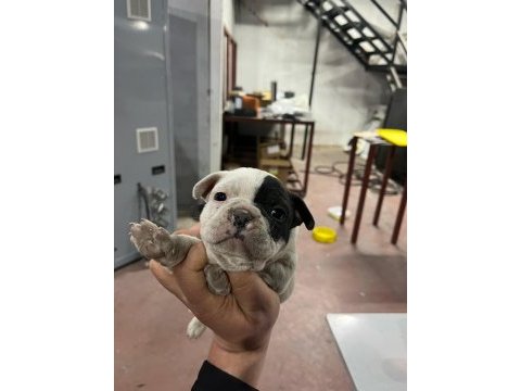 Köpeklerimiz sütten kesildiler mama yiyorlar