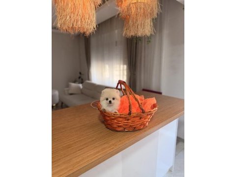 Güzel yavrularımız pomeranian boo