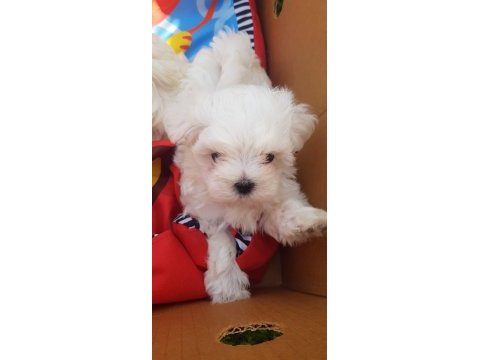 Orjinal kore maltese yavrularımız