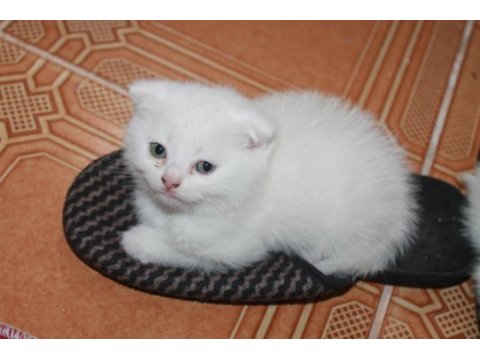 Safkan beyaz scottish fold yavrularımız