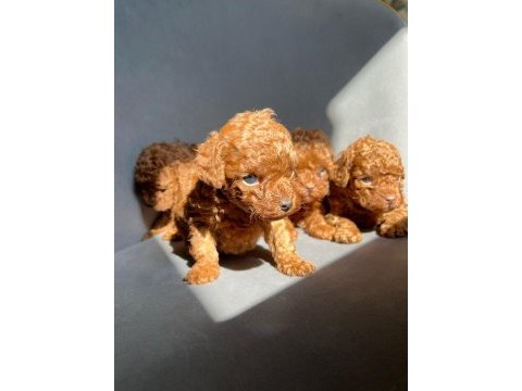 Red brown kore toy poodle yavrular