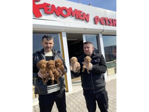 Yeni toy poodle yavrular geldi ankara mağazamızda 
