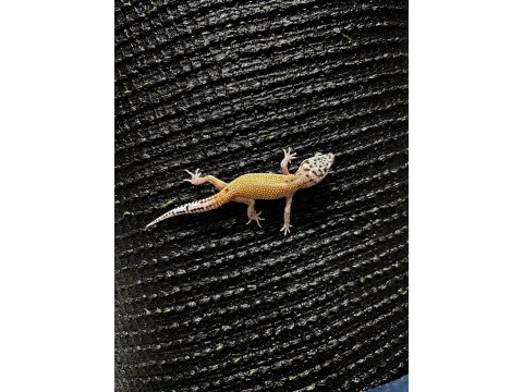 Leopard gecko