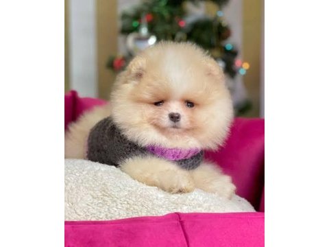 A kalite pomeranian boo yavrularımız (boş geçmeyin)