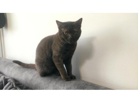 British shorthair kedisi 8-10 aylık