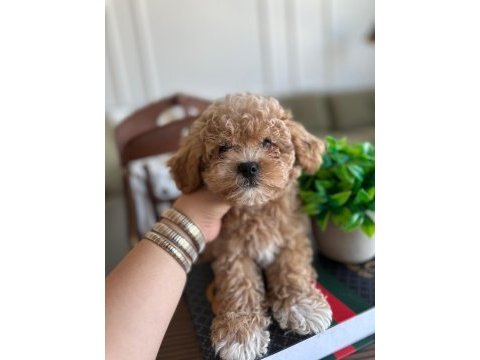 Yakışıklı maltipoo oğluşum barney