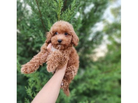 Aşılı mikroçiplii maltipoo  yavrularımız 