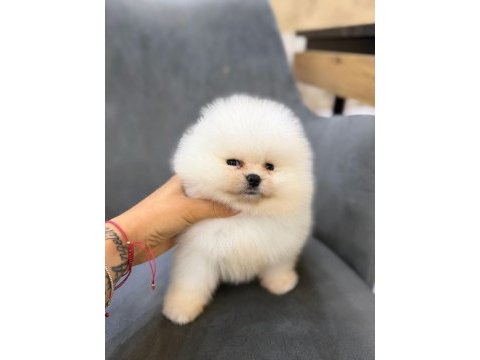 Show kalite ayı surat pomeranian yavrularımız