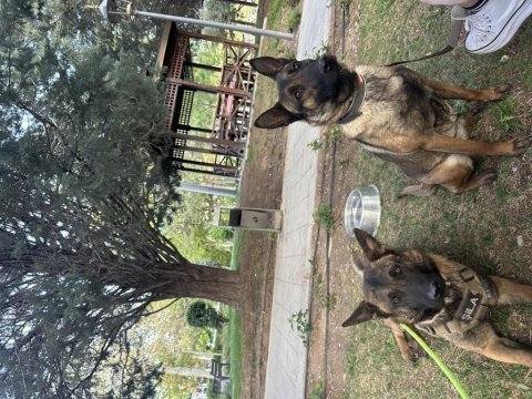 Belçika malinois