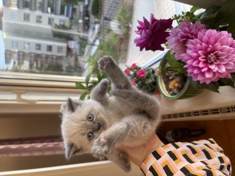2 aylık blue point british shorthair