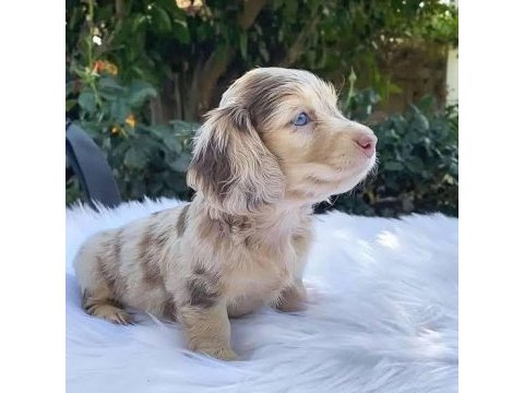 Isabella merle uzun tüylü long hair dachshund