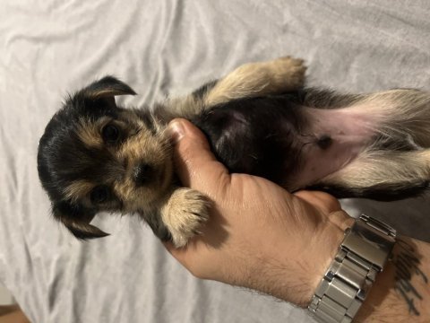 Yorkshire terrier 2. sınıf