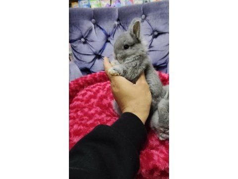 Cüce tavşan minilop ve teddy lop tavşan