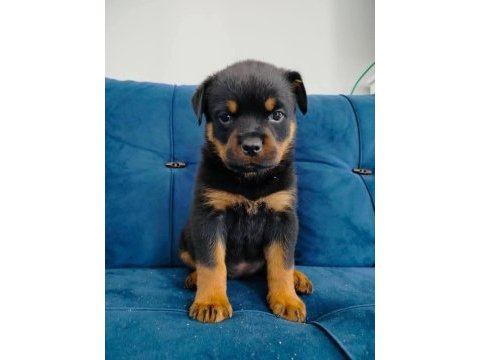 Saf macar rottweiler
