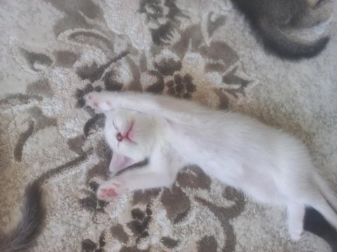 1,5 aylık siyam albino hem nadir hem genetik olarak nadir