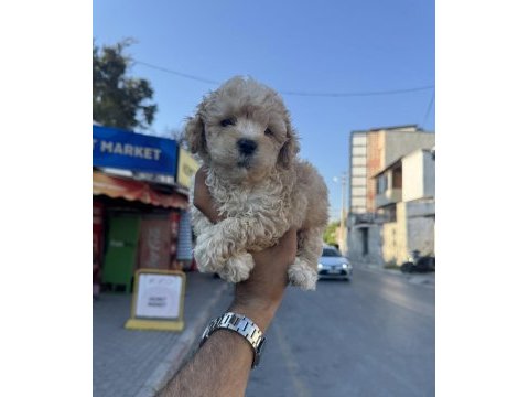 A kalite kore maltipoo yavrularımız