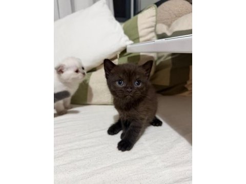 Siyah erkek british