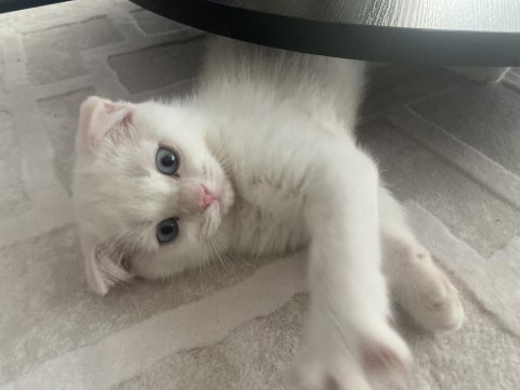 2 aylık scottish fold yavru kedimiz