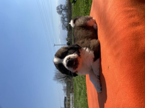 Irk ve sağlık garantili st bernard yavrular