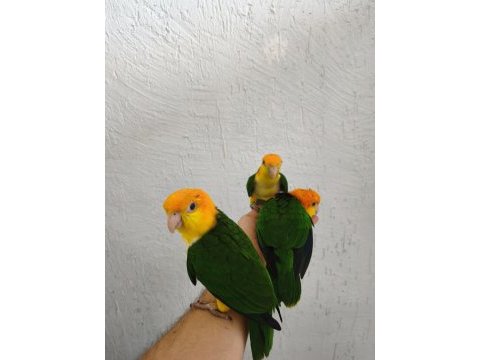 Dünya güzeli caique bebeklerim