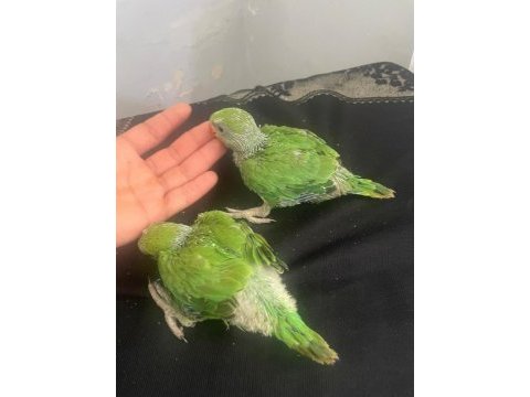 El besleme pakistan papağanı bebekler