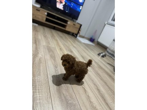 Yavru toy poodle eşyalarıyla beraber