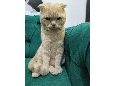 Saf ırk scottish fold