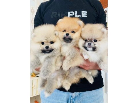 Dünyalar tatlısı pomeranian yavrularımız sizlerle