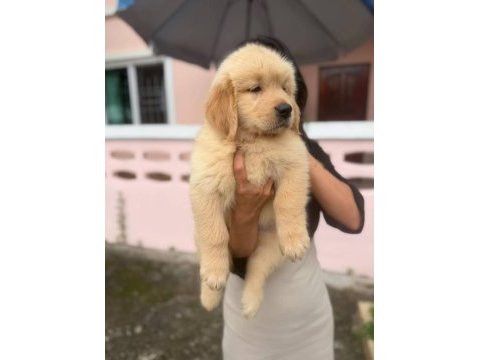 Babyface küt burun erkek ve dişi golden retriever