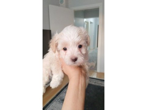 Ankara maltipoo