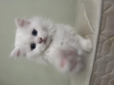 British longhair beyaz erkek 9 haftalık