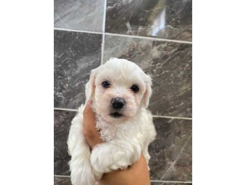Orjinal kar beyaz bichon frise yavrular 