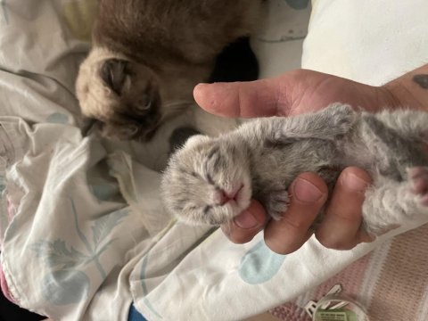 Yavru scottish fold kedisi