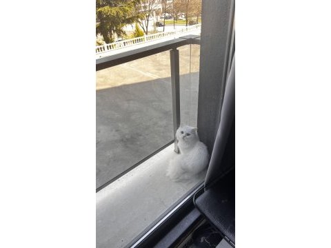 Chinchilla erkek çok uysal sevecen