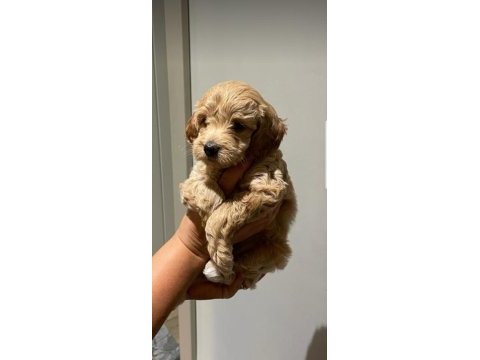 Orjinal maltipoo bebeklerim
