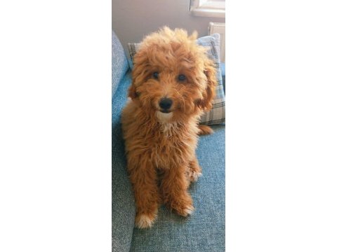 Yetişkin dişi maltipoo
