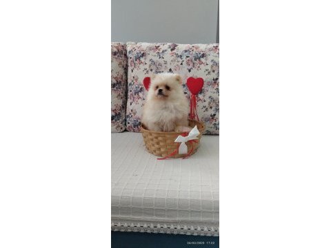 Dünyalar güzeli pomeranian boo erkek yavru