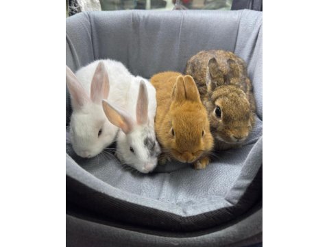 Cüce netherland dwarf tavşan yavrularımız