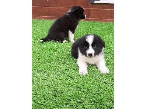 Birinci sınıf border collie yavruları 