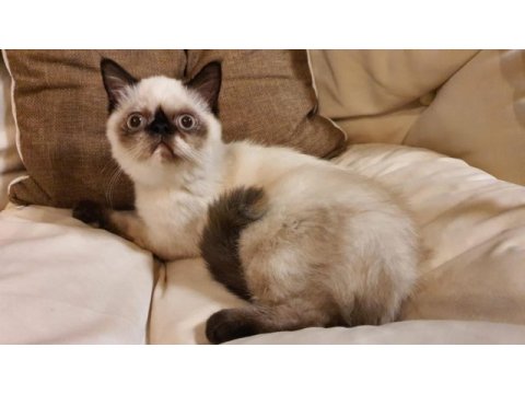 Safkan exotic shorthair blue point dişi