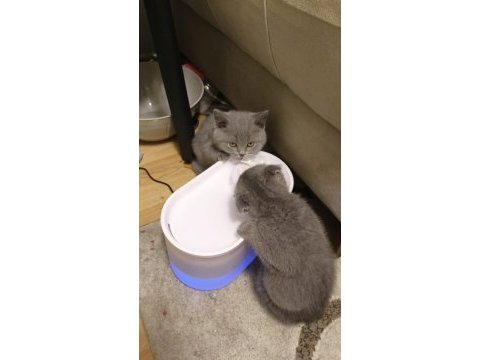 British shorthair yavrularım yuvalarını bekliyor